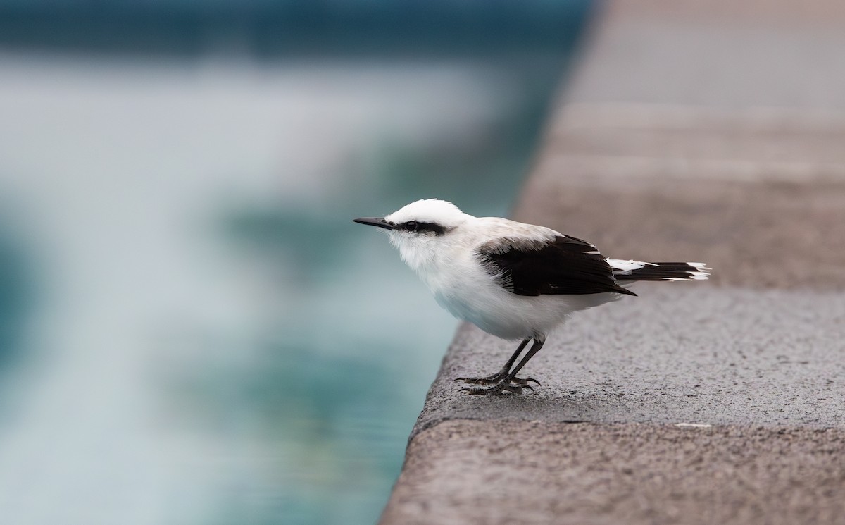 Masked Water-Tyrant - Jay McGowan