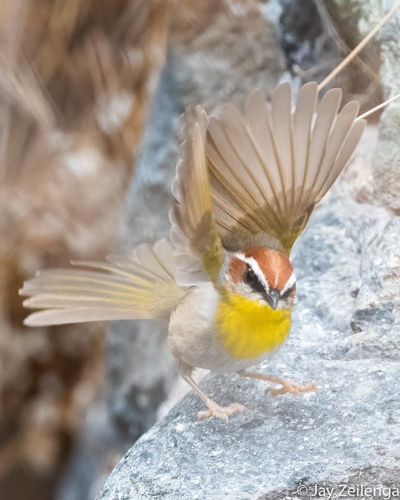 Rufous-capped Warbler - ML611924912