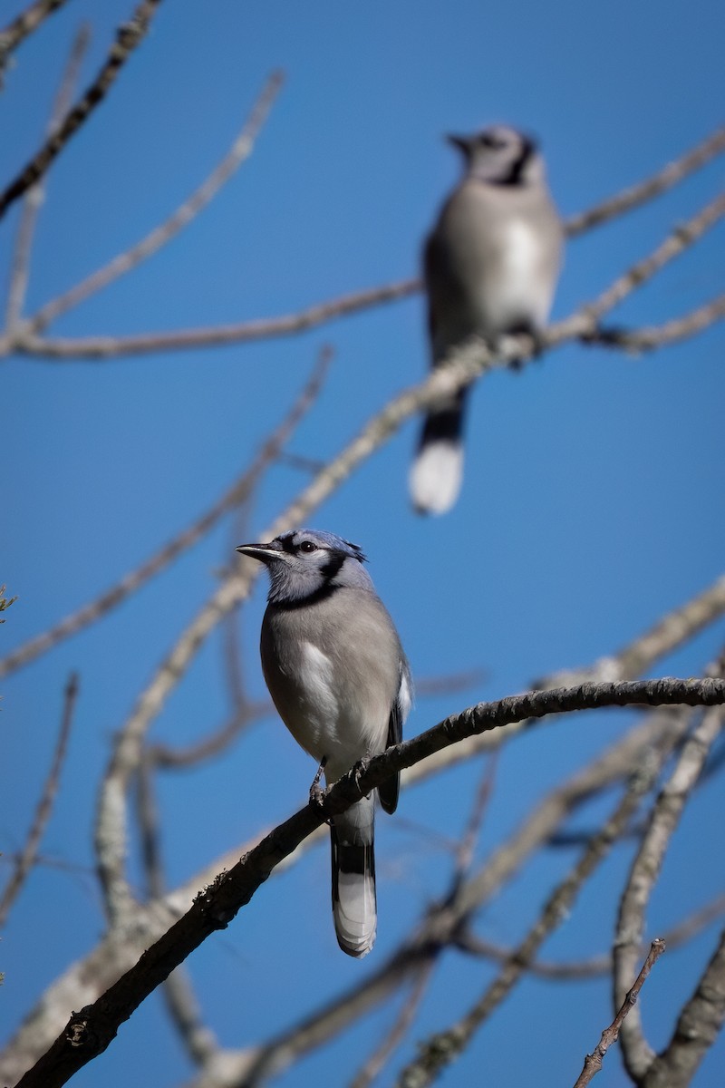 Blue Jay - ML611924982