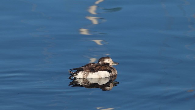 Long-tailed Duck - ML611925214