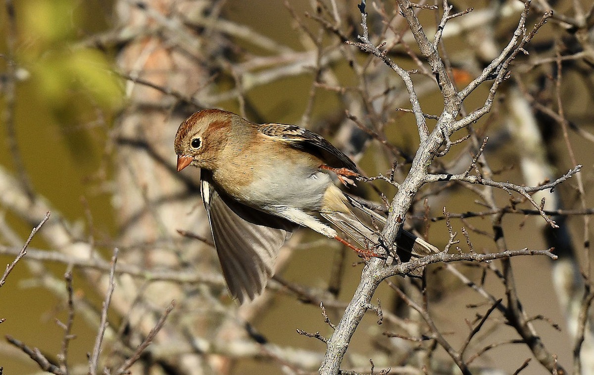 Field Sparrow - ML611925227