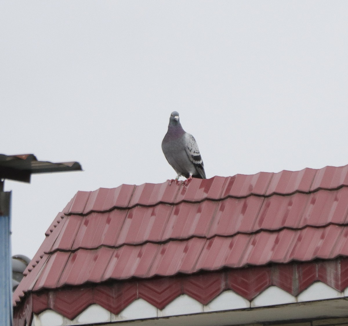 Rock Pigeon (Feral Pigeon) - Kevin Long