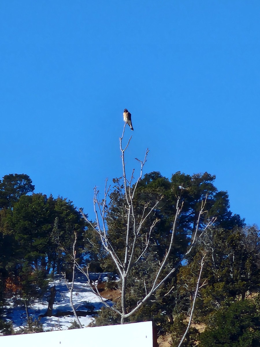 American Kestrel - ML611925277