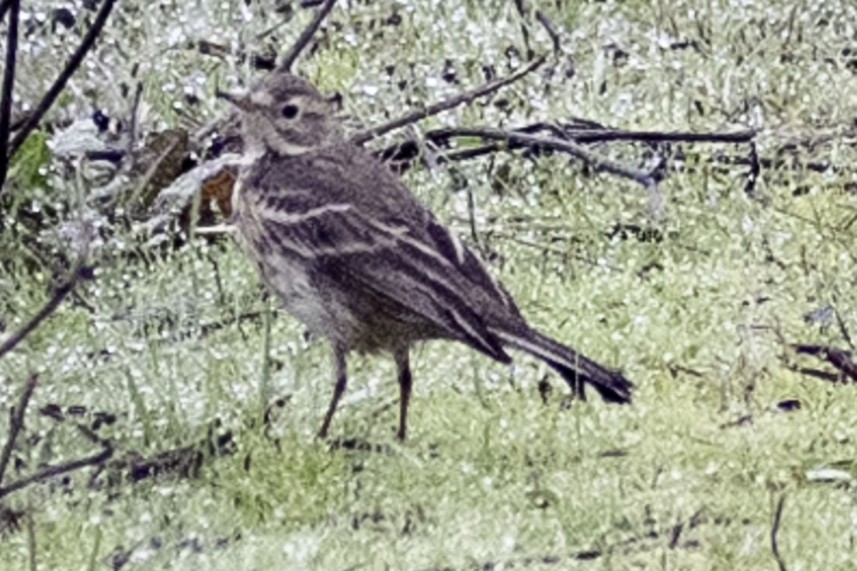 American Pipit - Paul Barnett