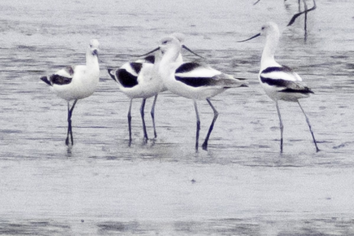 Avoceta Americana - ML611925349