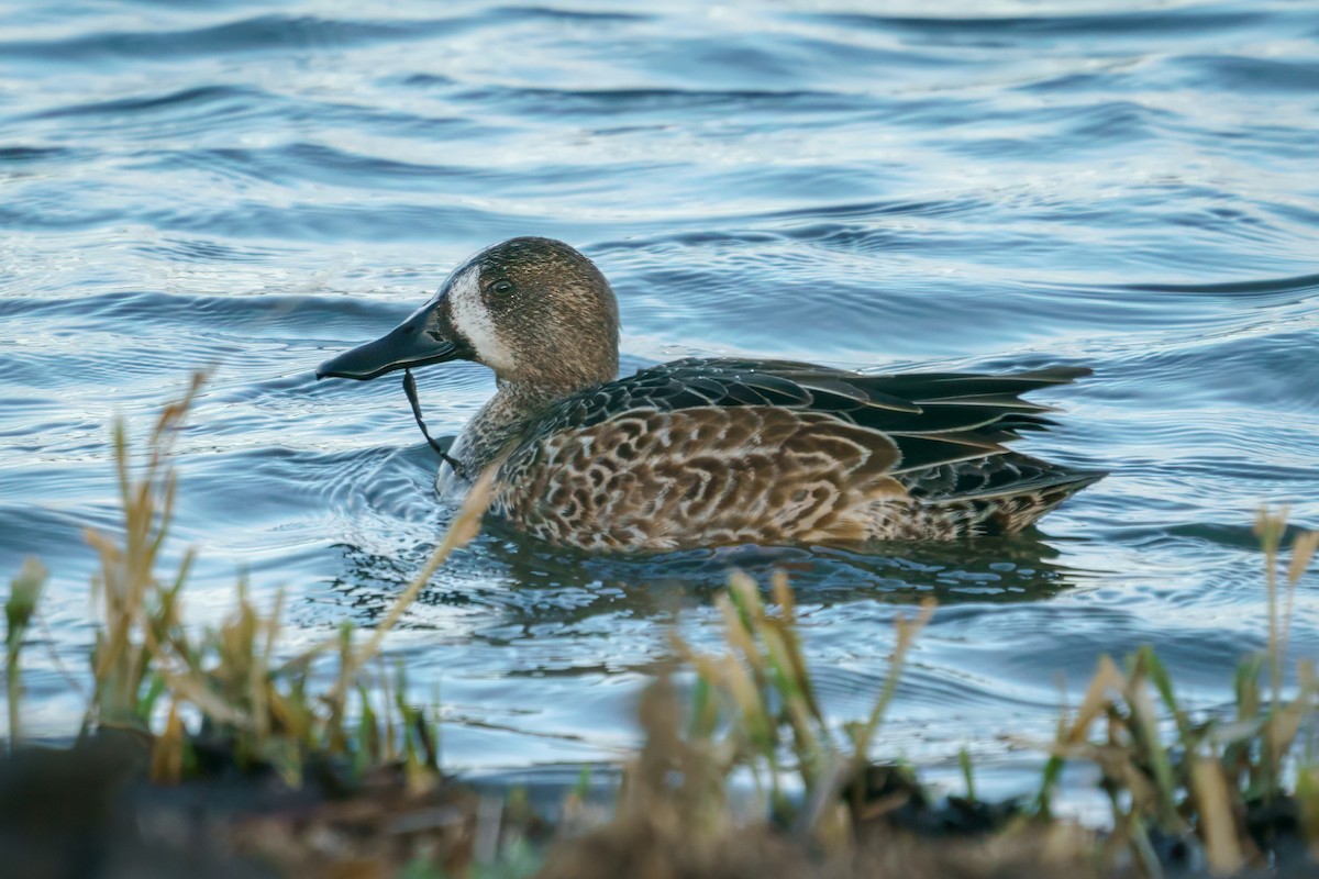 Blue-winged Teal - ML611925396