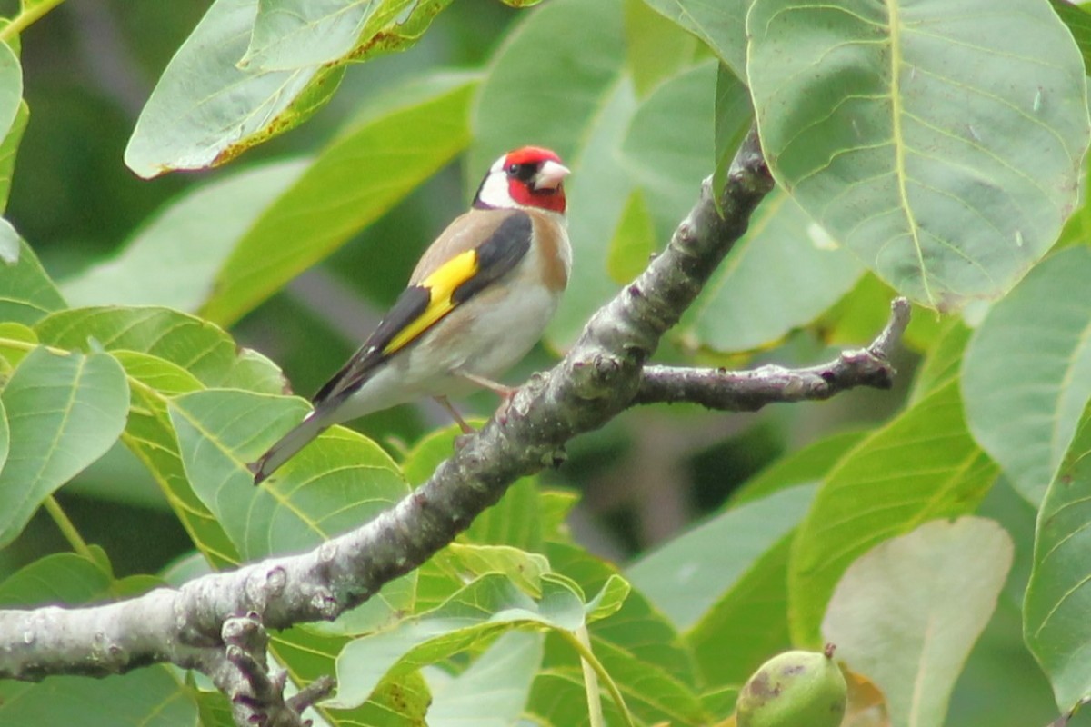 stillits - ML611925406