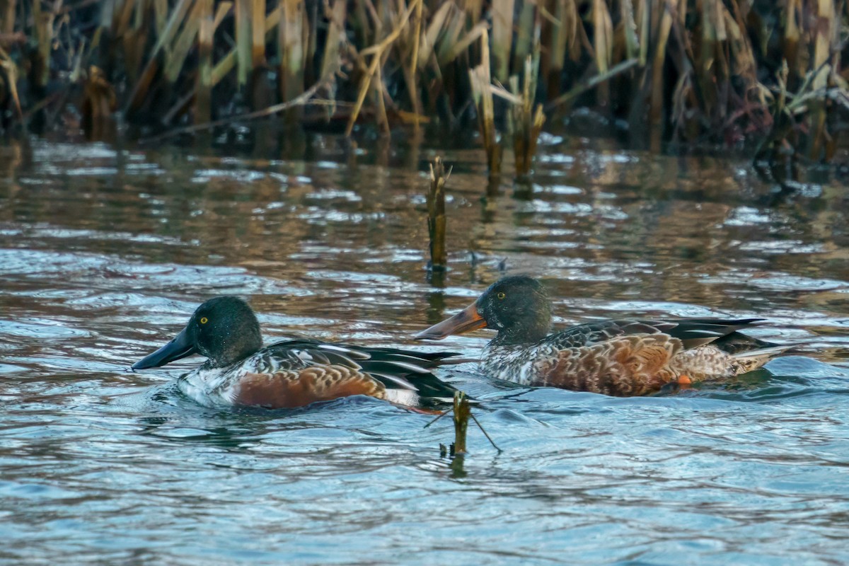 Canard souchet - ML611925409