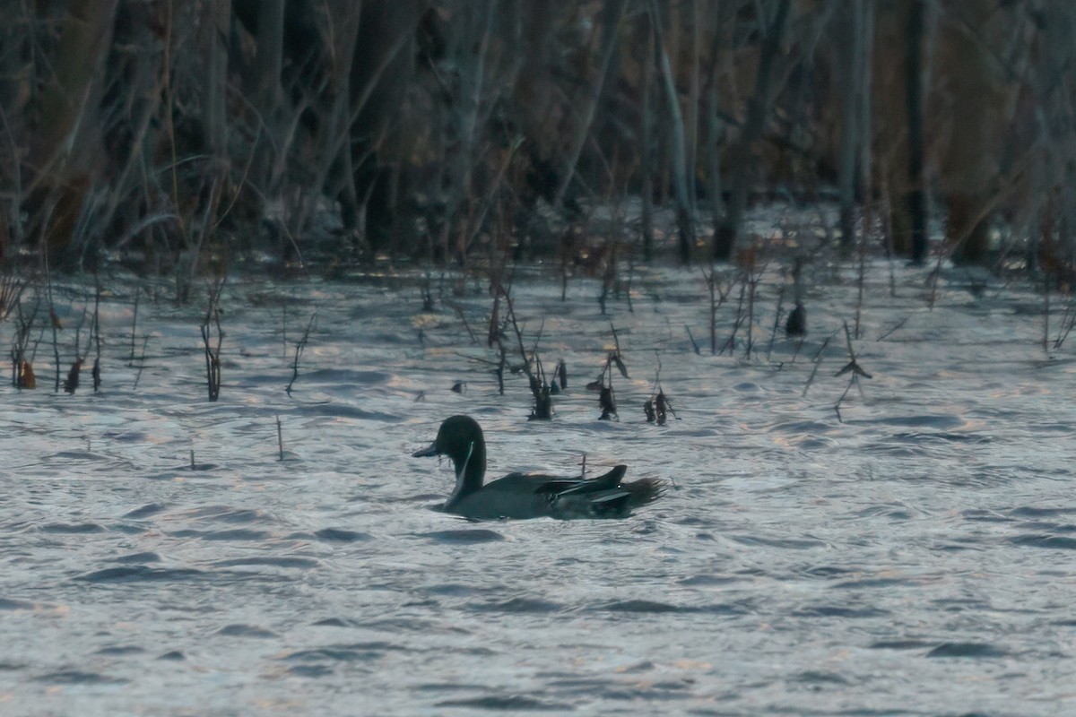 Northern Pintail - ML611925415