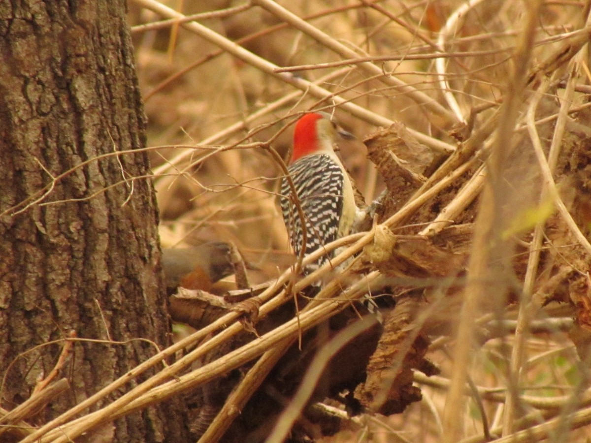 Red-bellied Woodpecker - Dave Gibson
