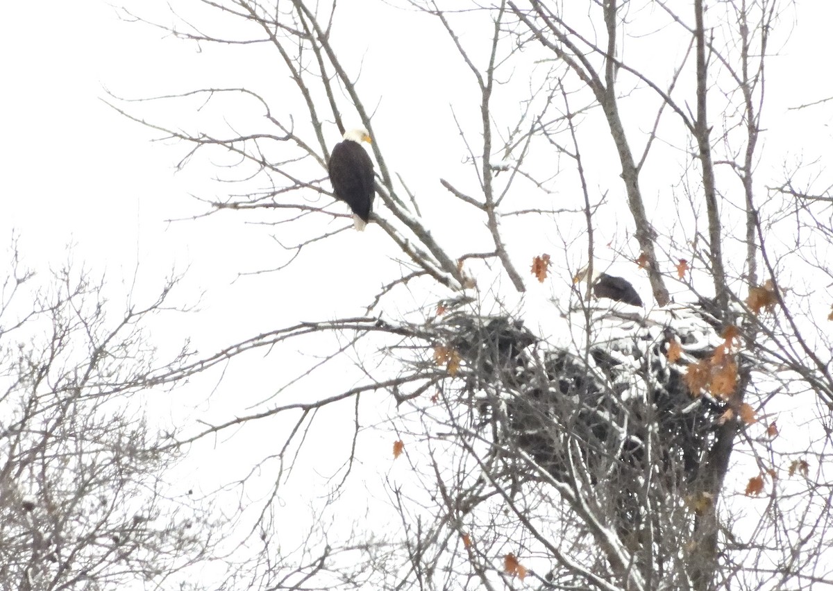 Bald Eagle - ML611925489