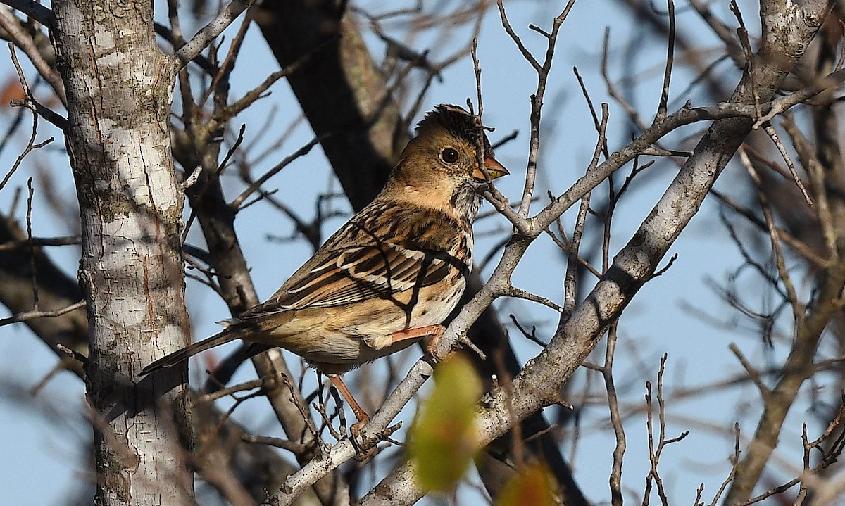 Harris's Sparrow - ML611925512