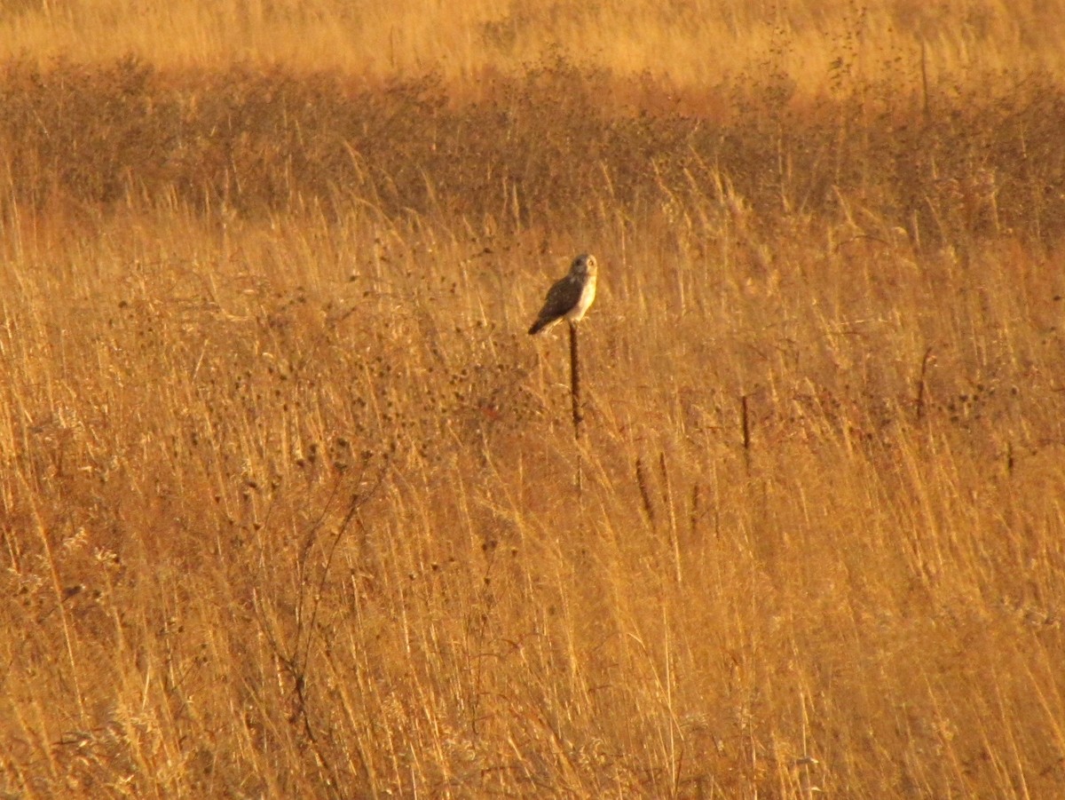 Gufo di palude - ML611925588