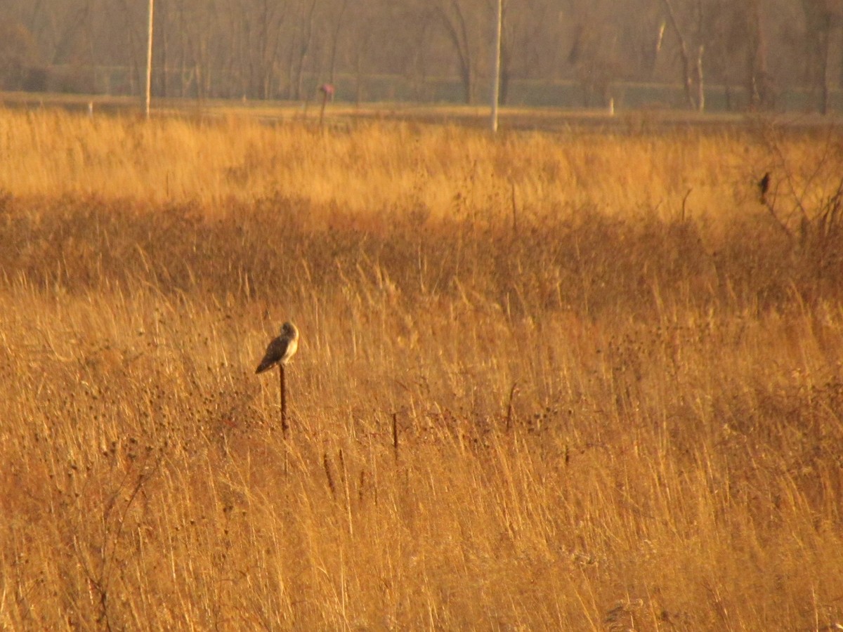 Gufo di palude - ML611925591