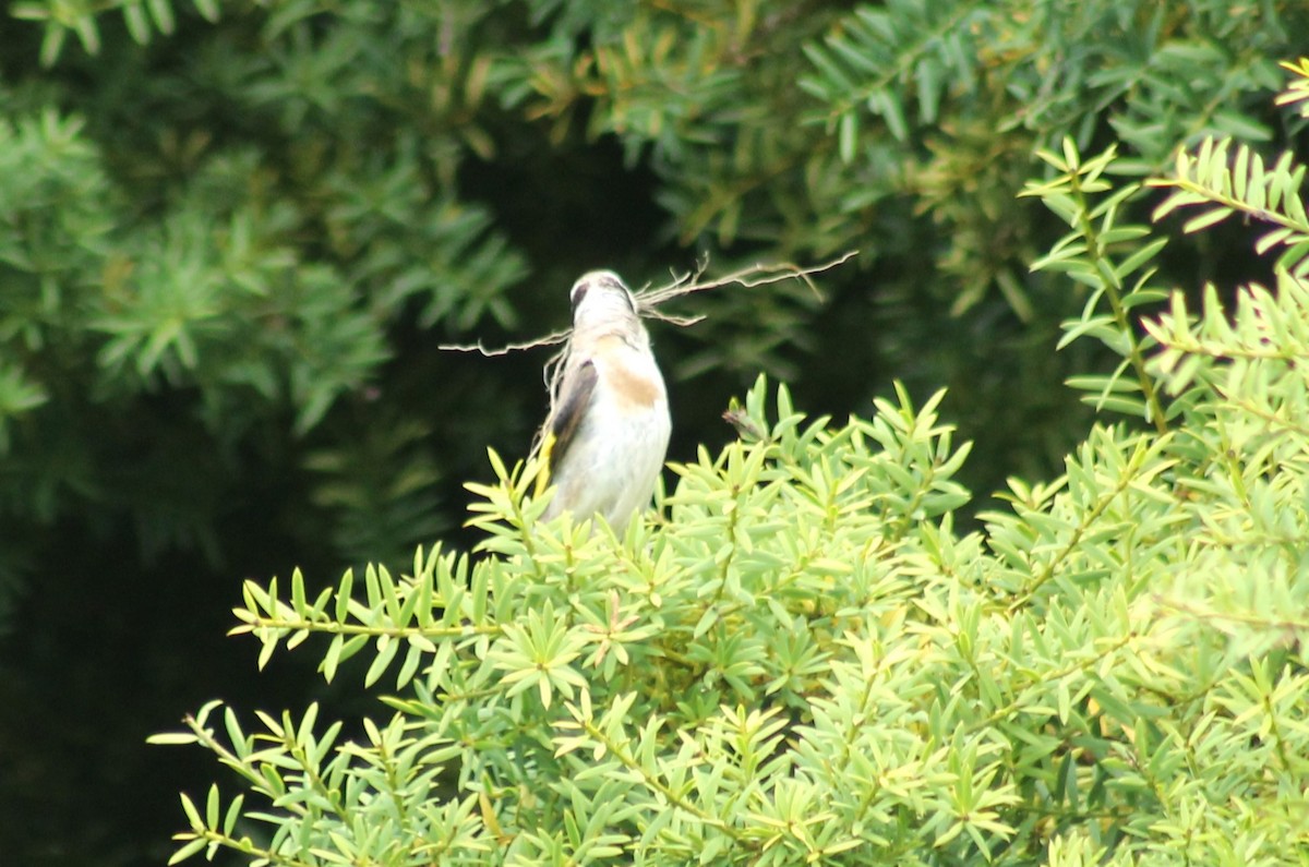 stillits - ML611925643