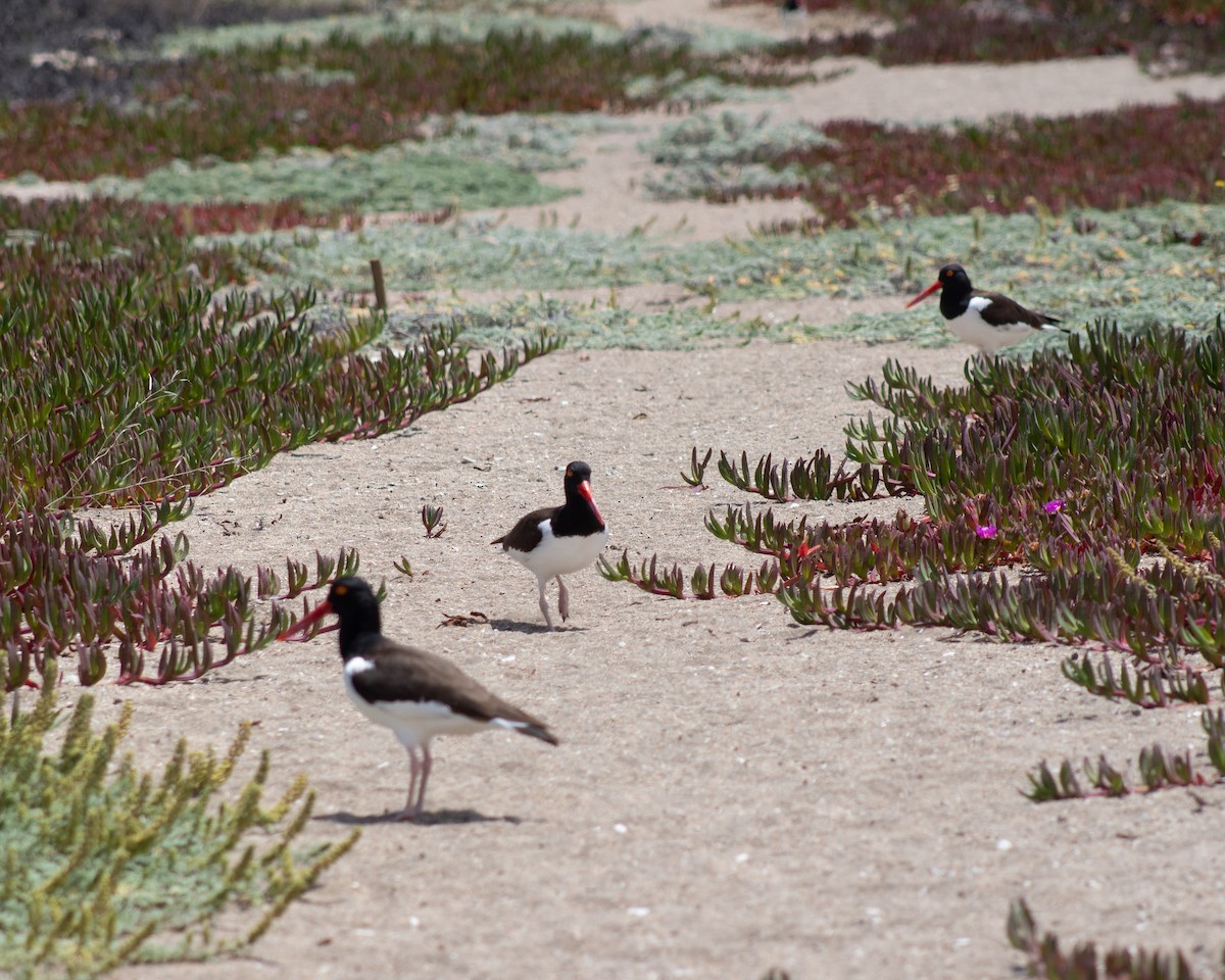 American Oystercatcher - ML611925650