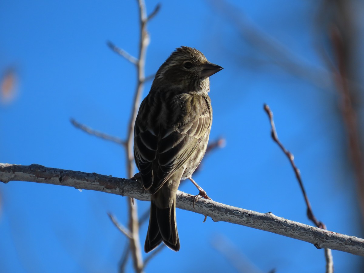 Cassin's Finch - ML611925741