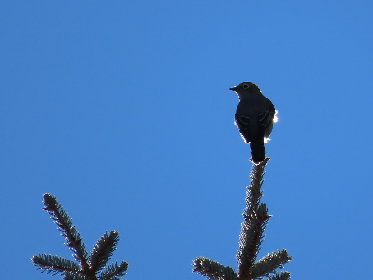 Townsend's Solitaire - ML611925789