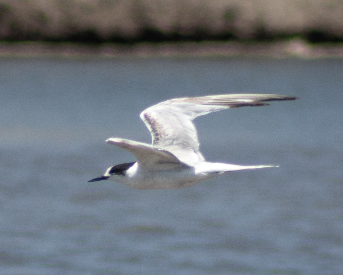 Common Tern - ML611925845