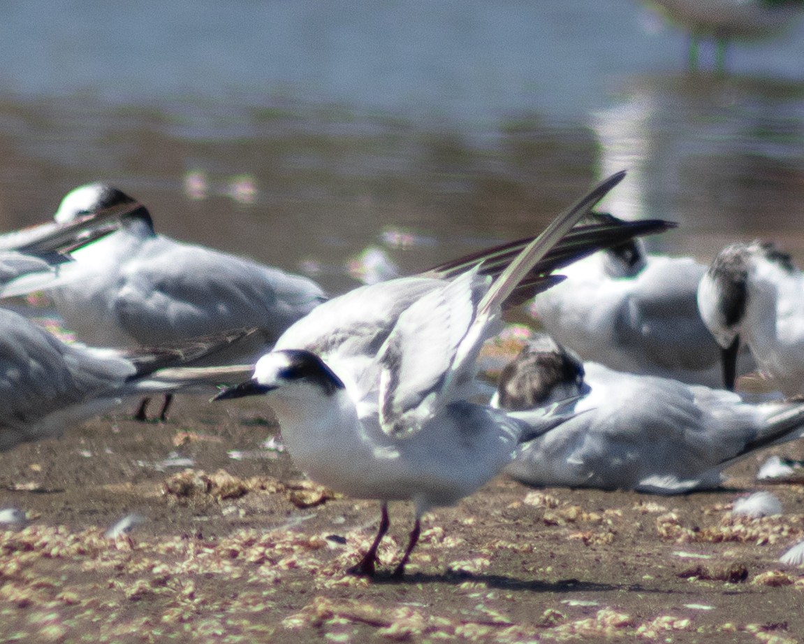 Common Tern - ML611925847