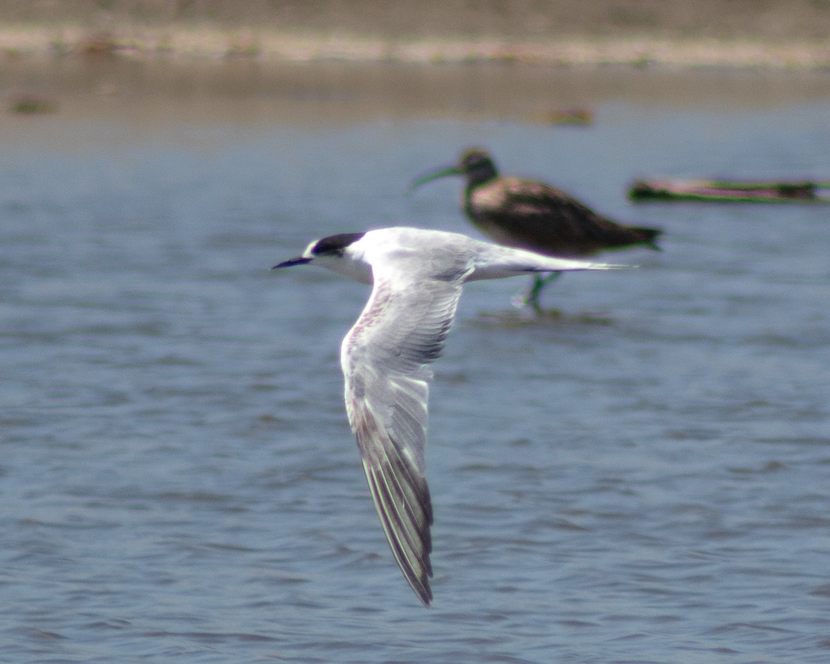 Common Tern - ML611925849