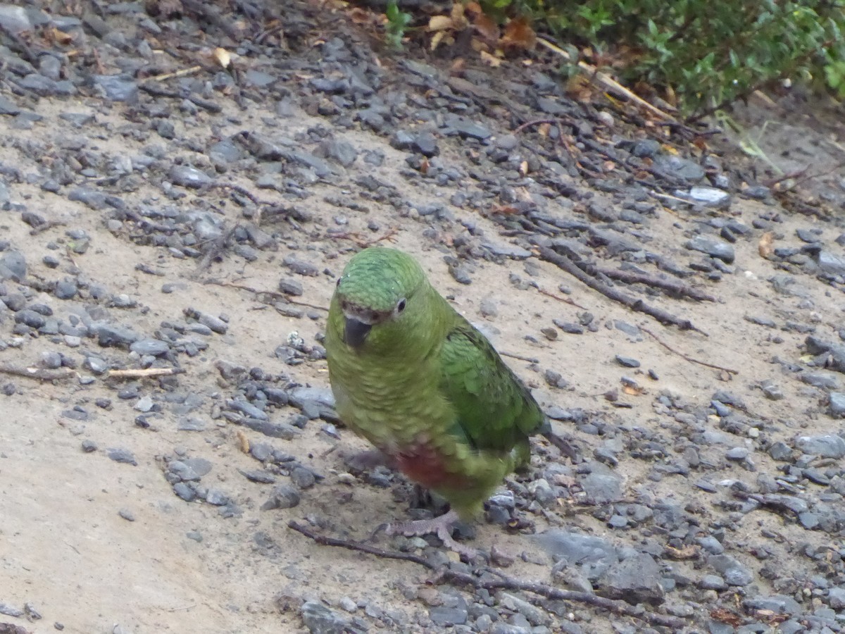 Conure magellanique - ML611925942