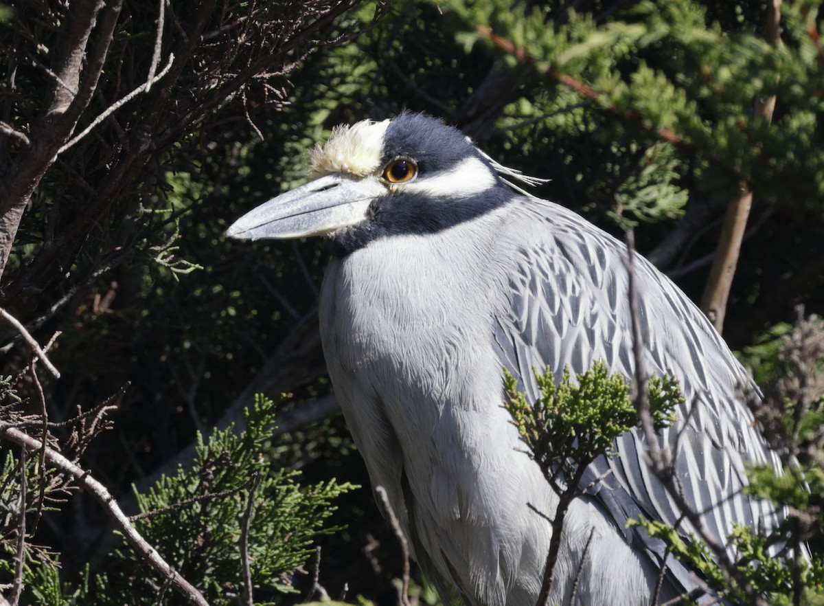 Yellow-crowned Night Heron - ML611926086