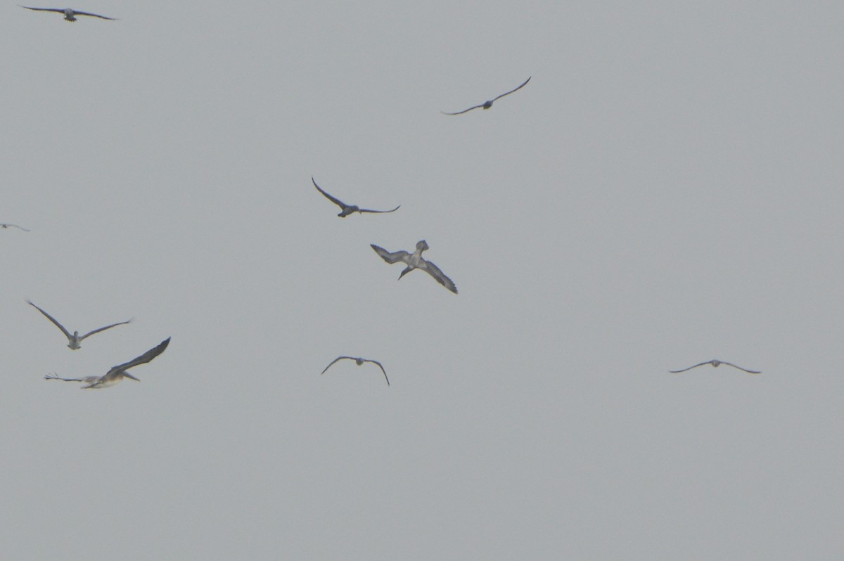 Northern Gannet - ML611926107