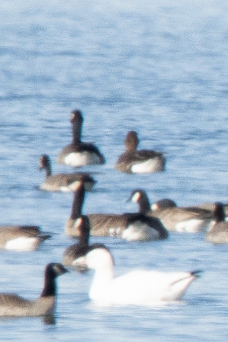 Greater White-fronted Goose - ML611926205