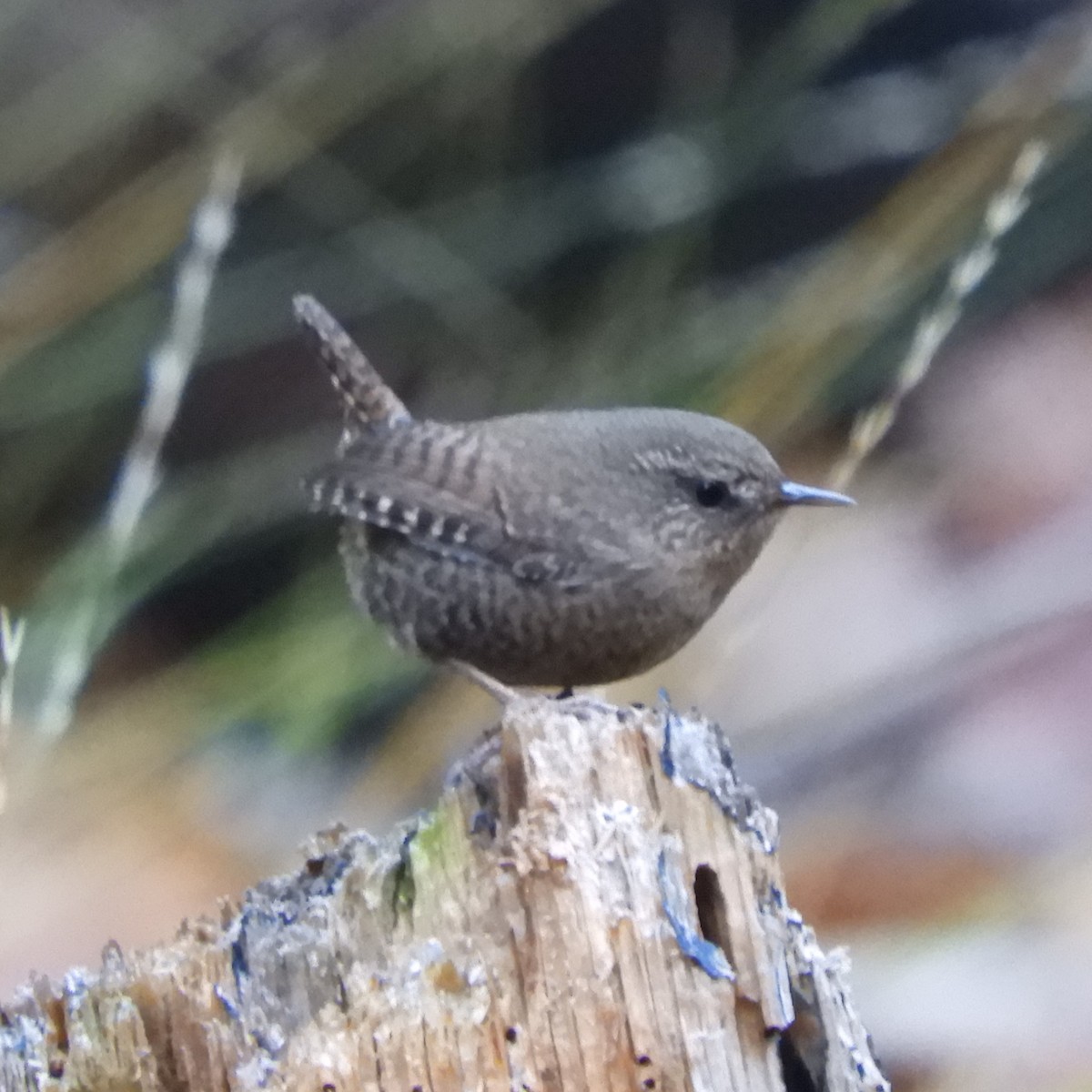 Pacific Wren - Dale Swanberg