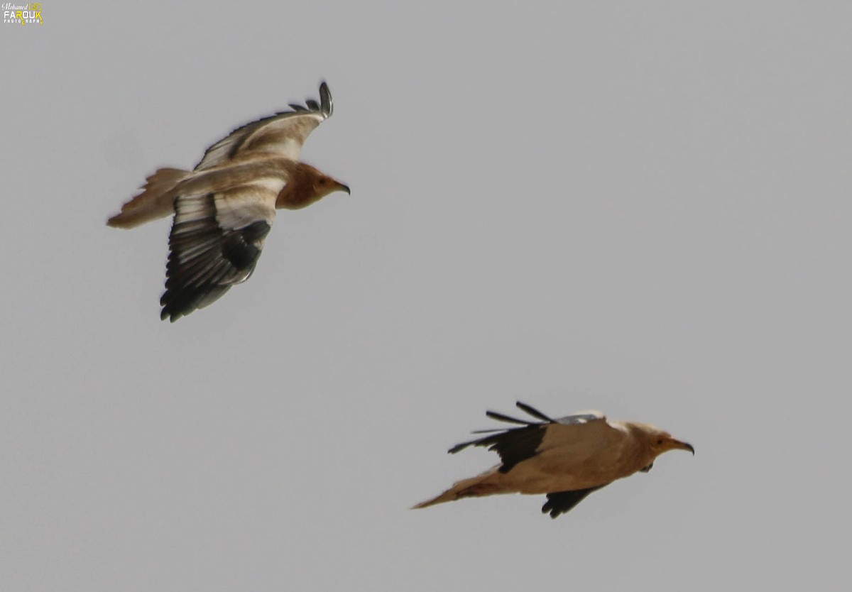 Egyptian Vulture - Mohamed Farouk