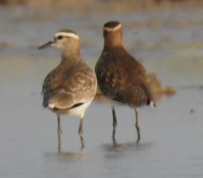 Sociable Lapwing - ML611926571