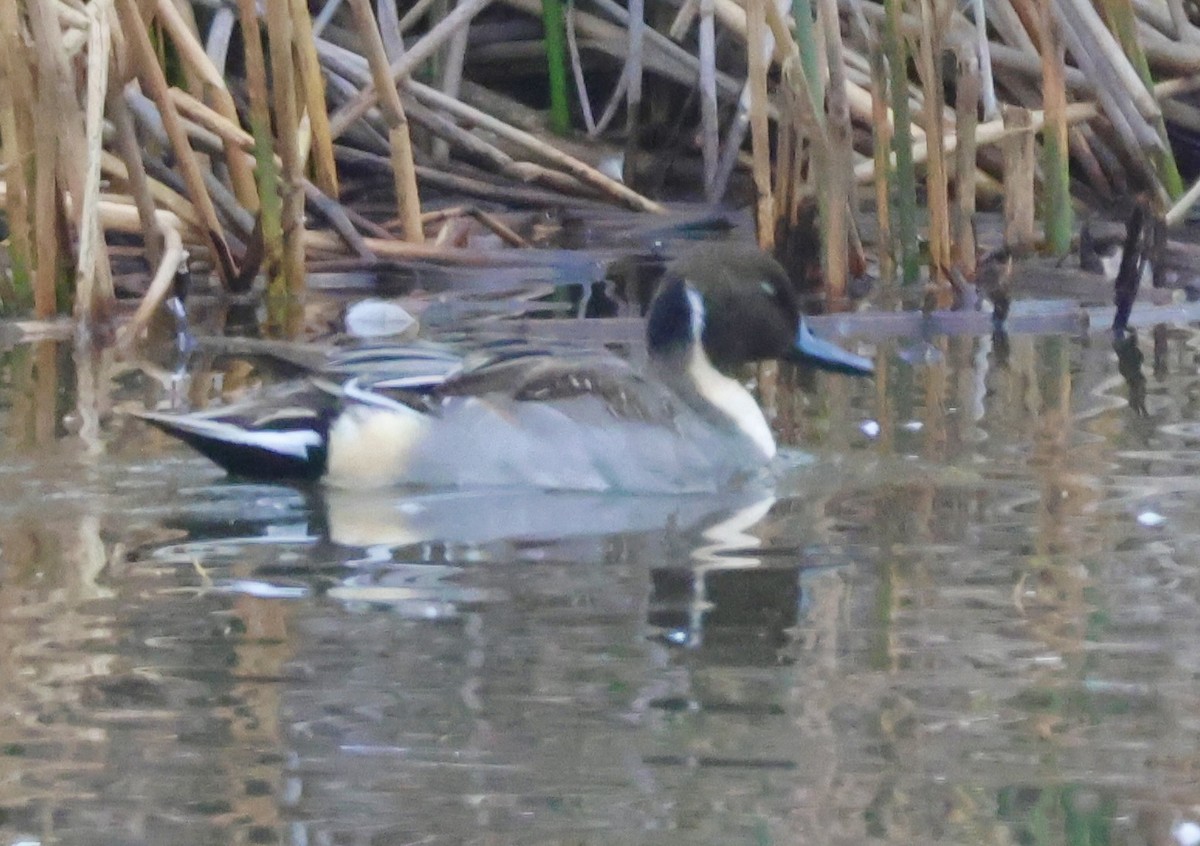 Northern Pintail - ML611926589