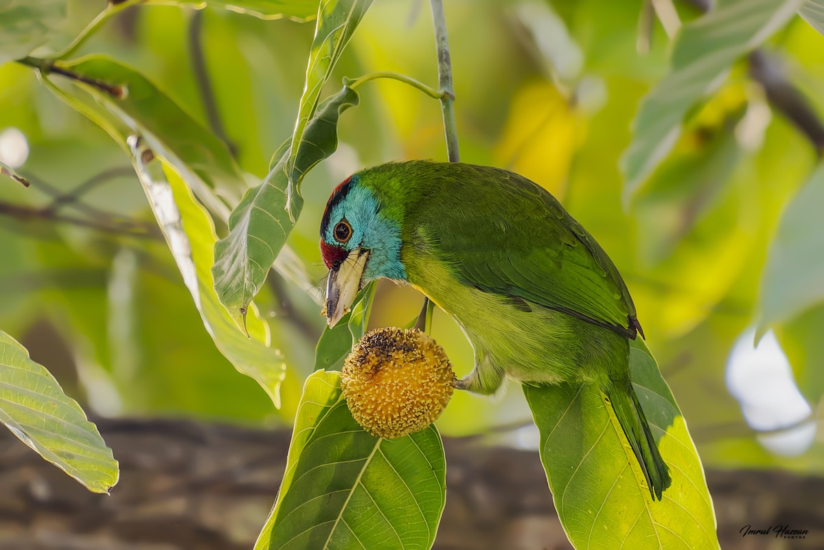 Blue-throated Barbet - ML611926595