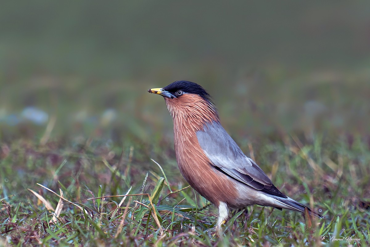 Brahminy Starling - ML611926599