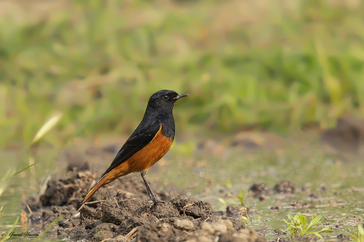 Black Redstart - IMRUL HASSAN