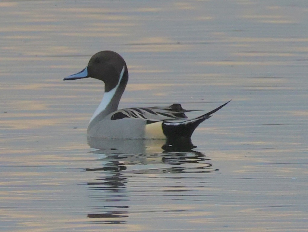 Northern Pintail - ML611926624