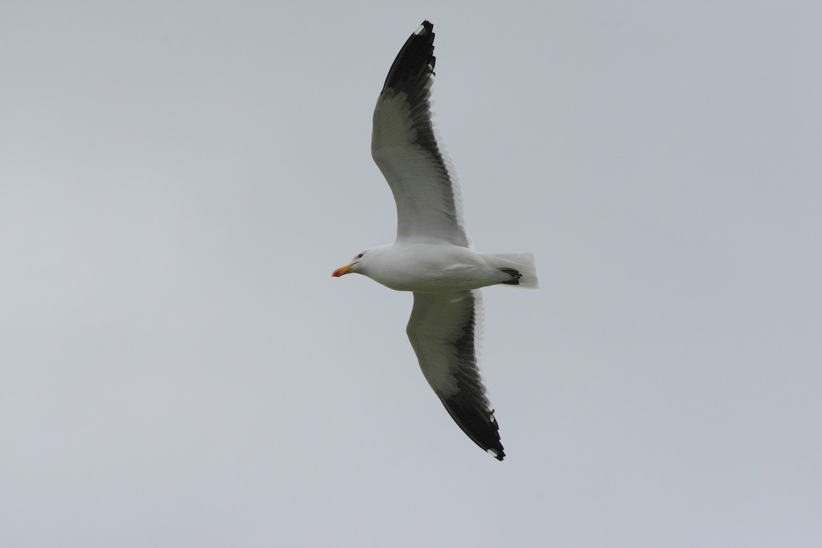 Kelp Gull - ML611926637