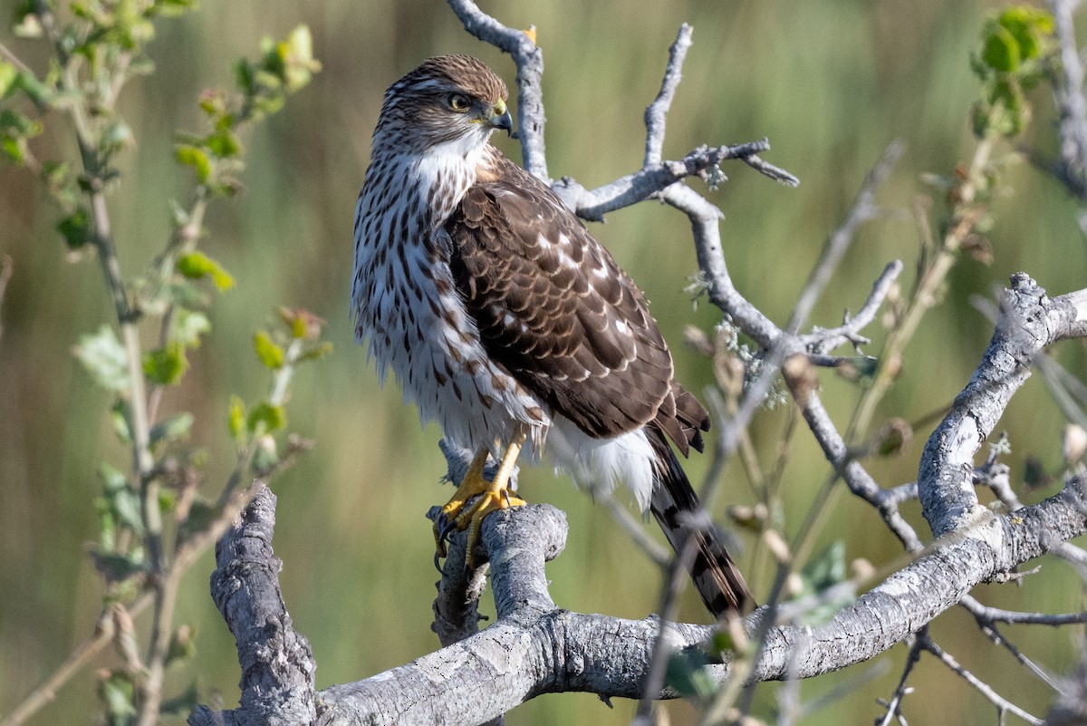 Cooper's Hawk - ML611926693