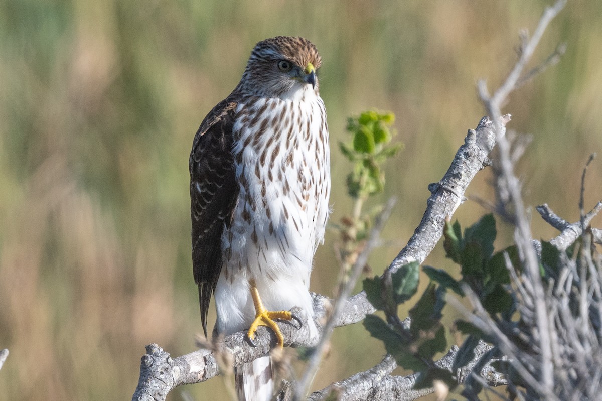 Cooper's Hawk - ML611926698