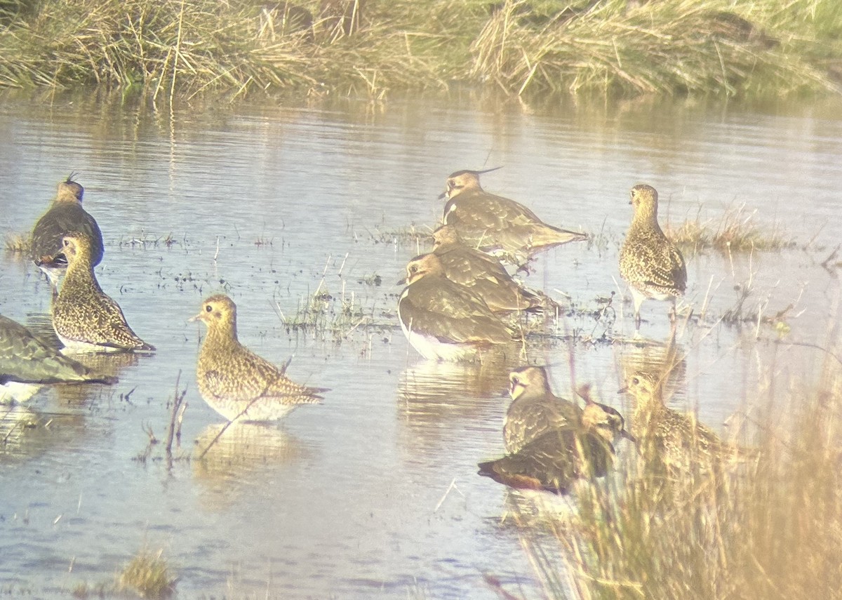 European Golden-Plover - ML611926903