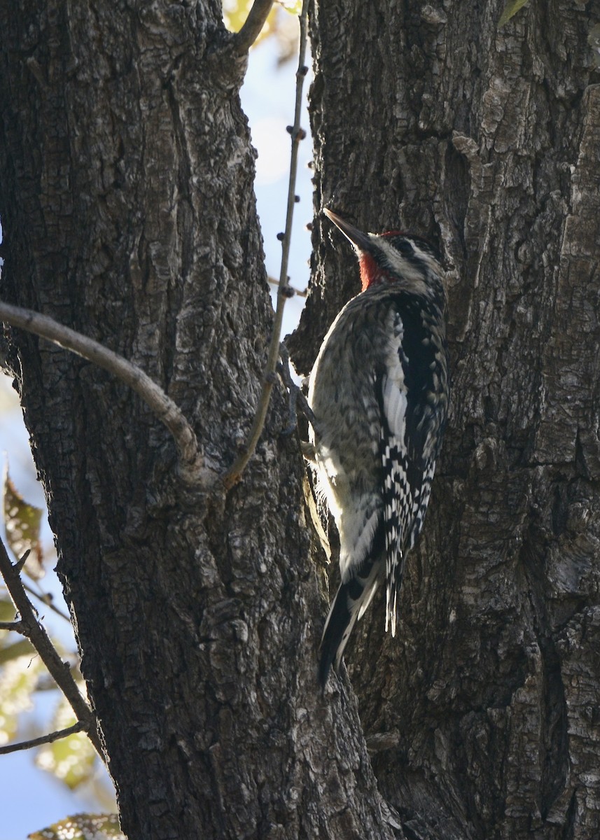 Yellow-bellied Sapsucker - ML611926964