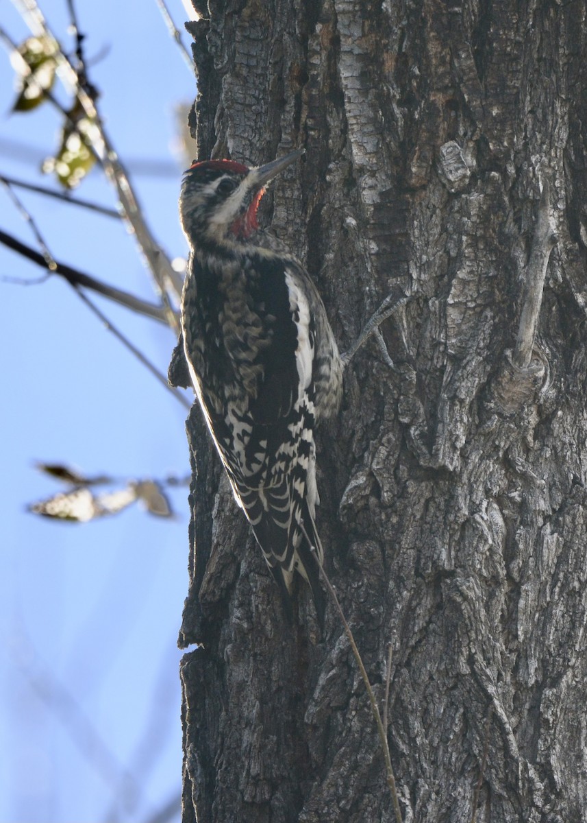 Yellow-bellied Sapsucker - ML611926965