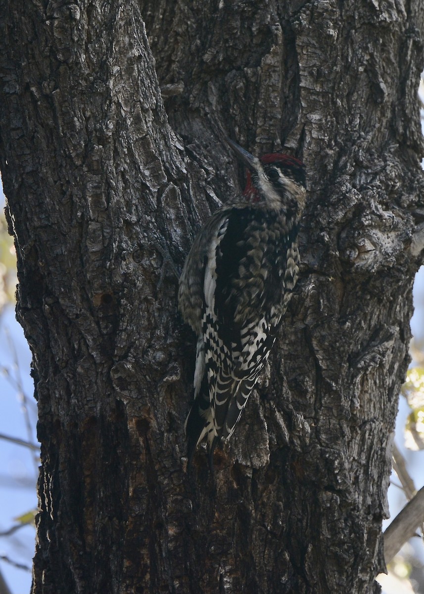 Yellow-bellied Sapsucker - ML611926966