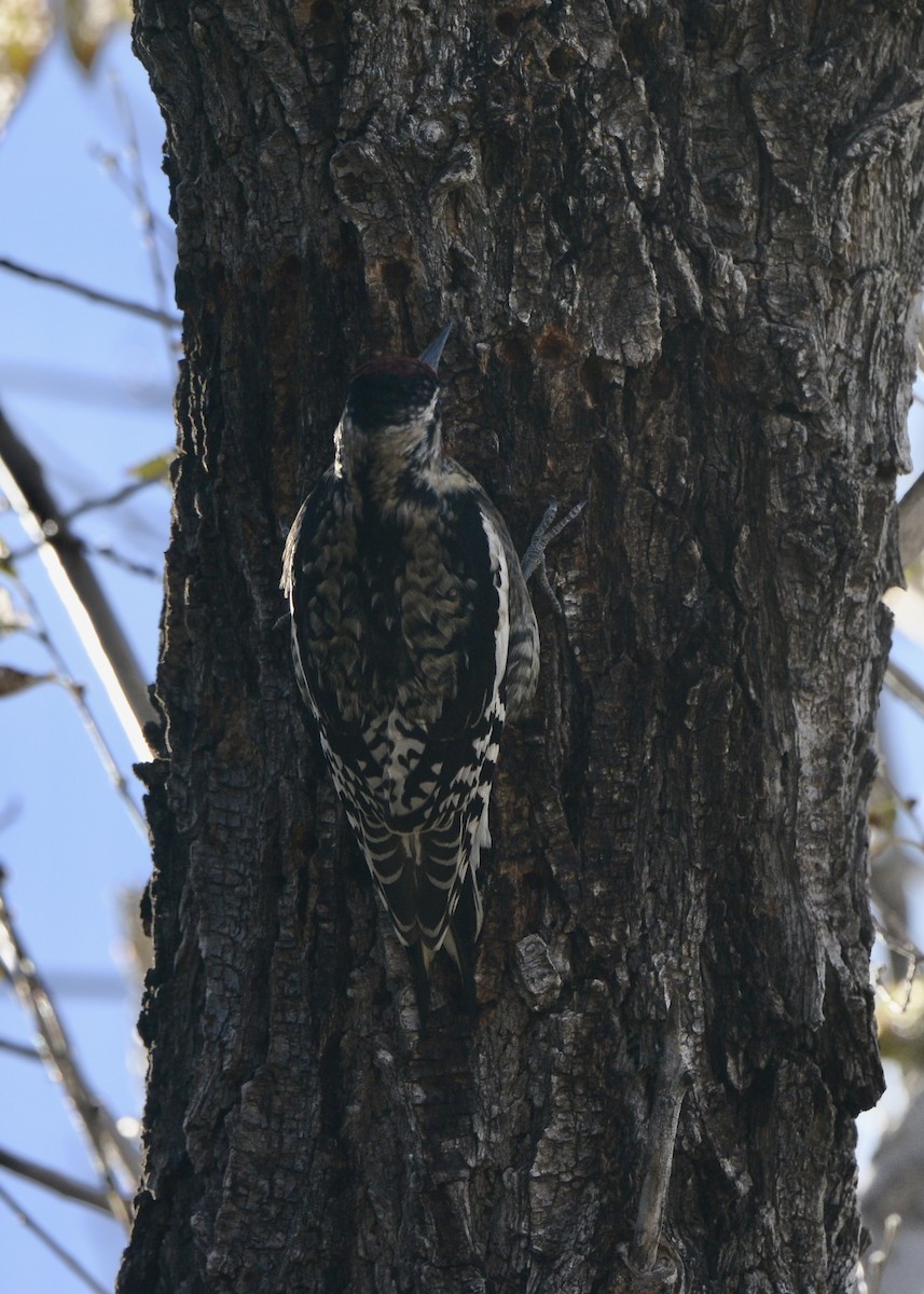 Yellow-bellied Sapsucker - ML611926967