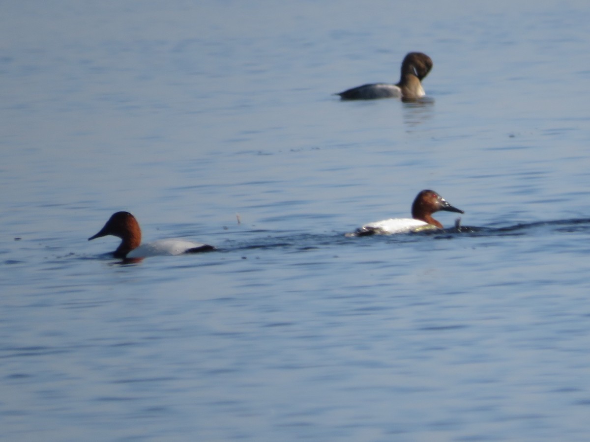 Canvasback - ML611927019