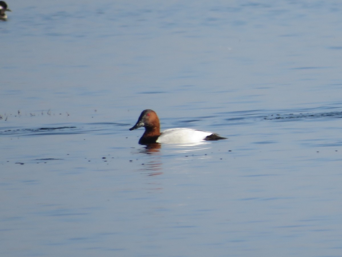 Canvasback - ML611927021