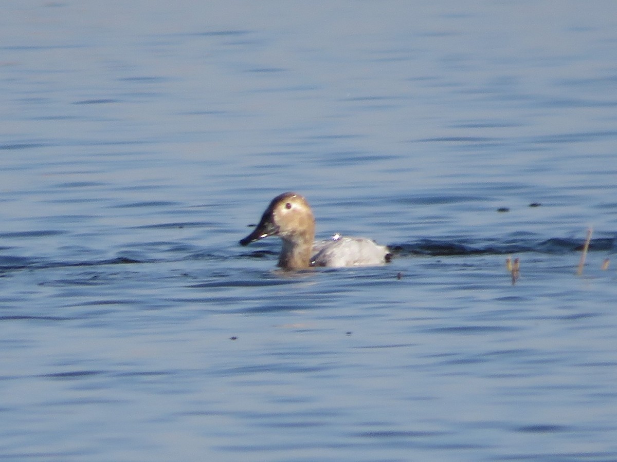 Canvasback - ML611927023