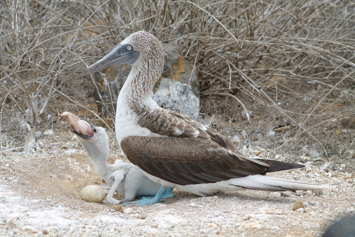 Blue-footed Booby - Brooke Ross