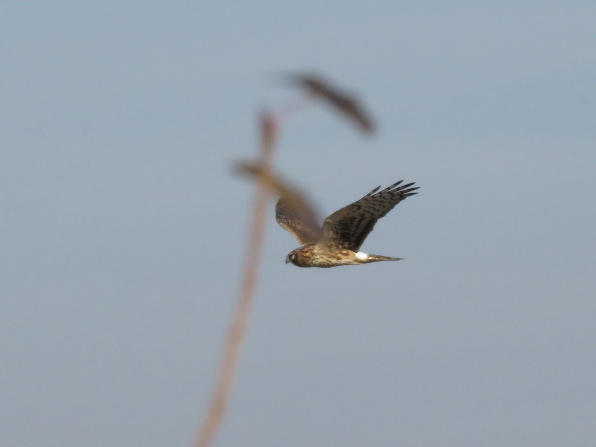 Northern Harrier - ML611927108